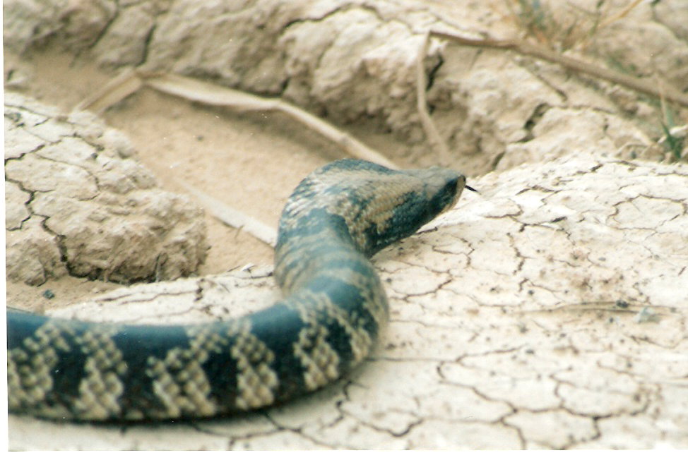 FIGURE 1 FIGURE 1